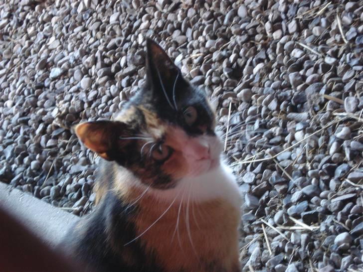 Huskat Lille Mis billede 1