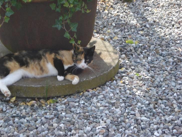 Huskat Lille Mis billede 2