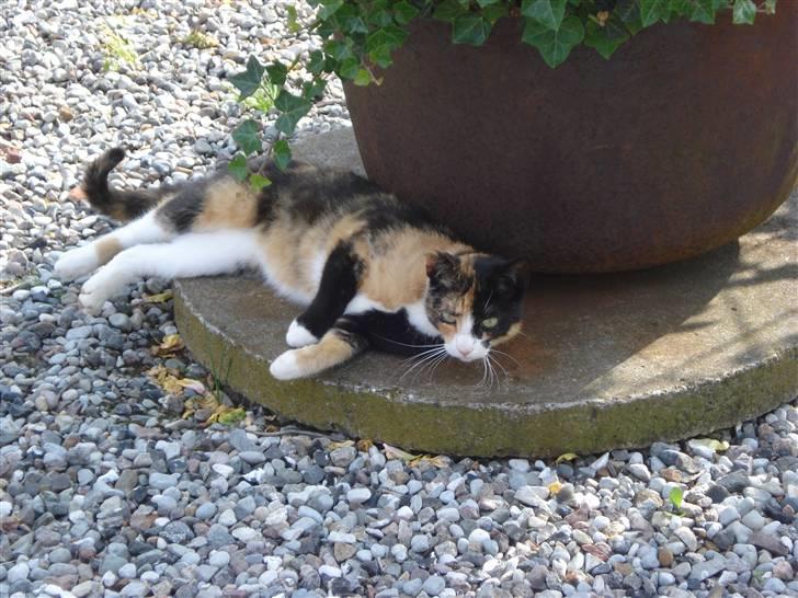 Huskat Lille Mis billede 3