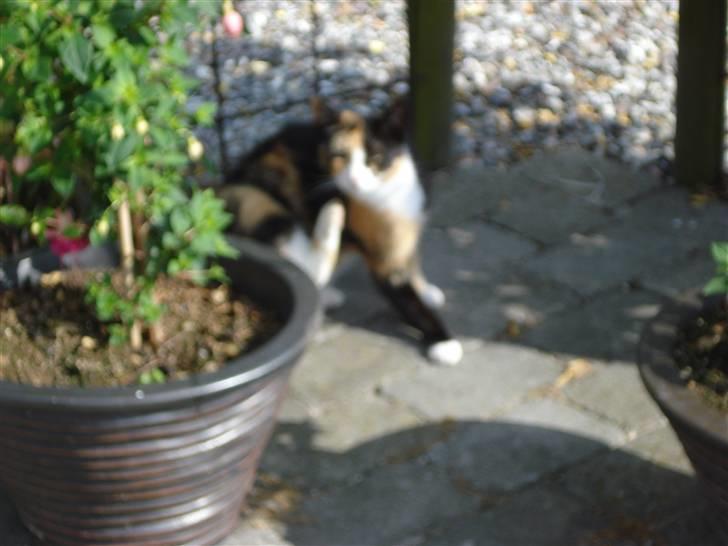 Huskat Lille Mis billede 4