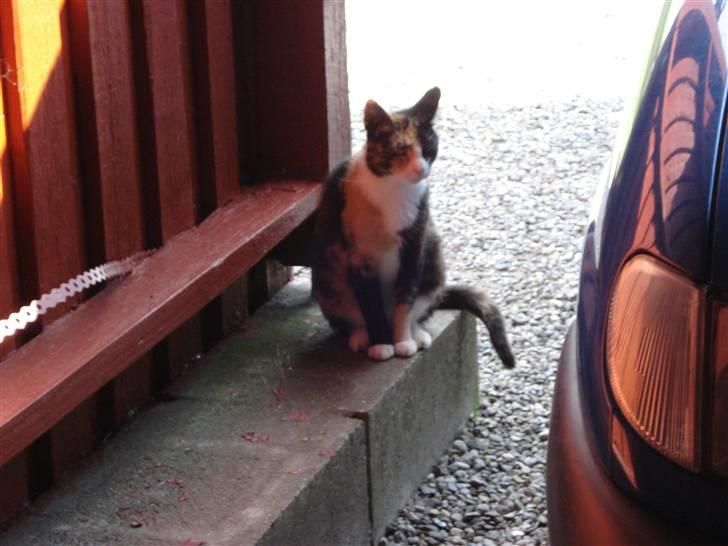 Huskat Lille Mis billede 6