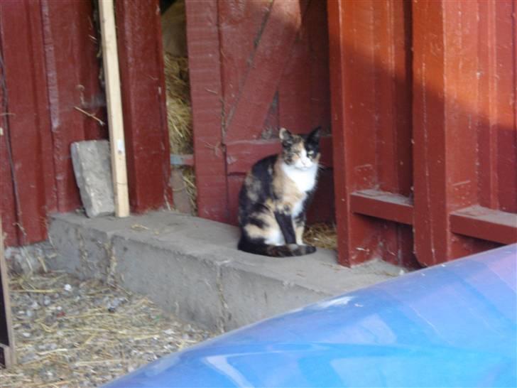 Huskat Lille Mis billede 7