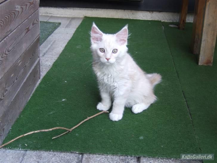 Maine Coon Flame Of Silver..Lukas billede 1