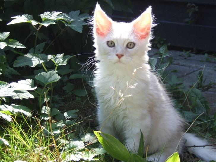 Maine Coon Flame Of Silver..Lukas billede 8