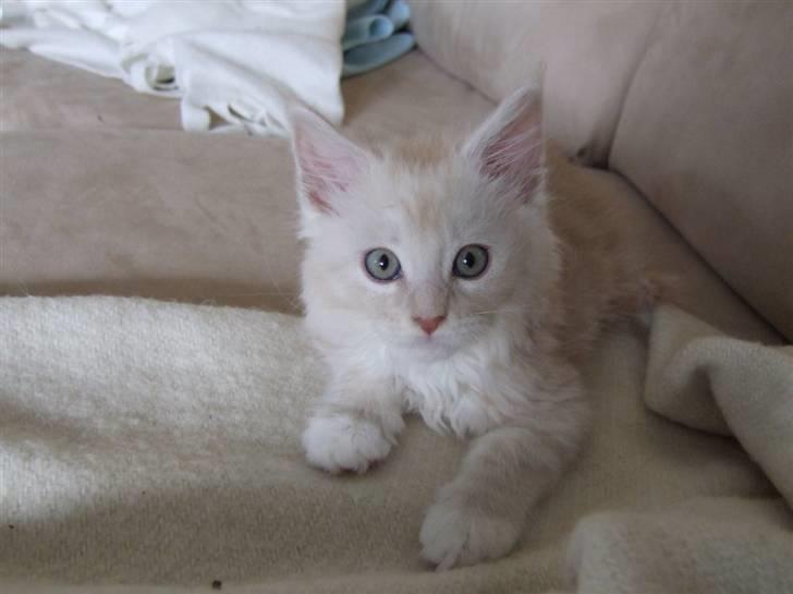 Maine Coon Flame Of Silver..Lukas billede 9