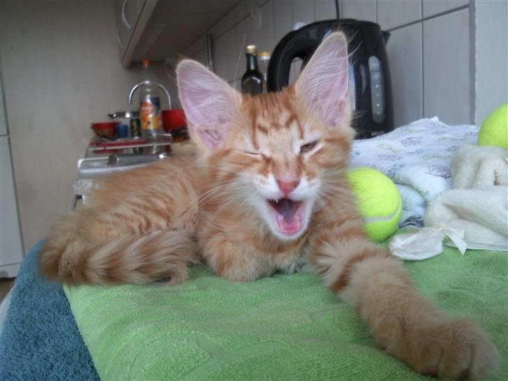 Norsk Skovkat Emmery billede 1