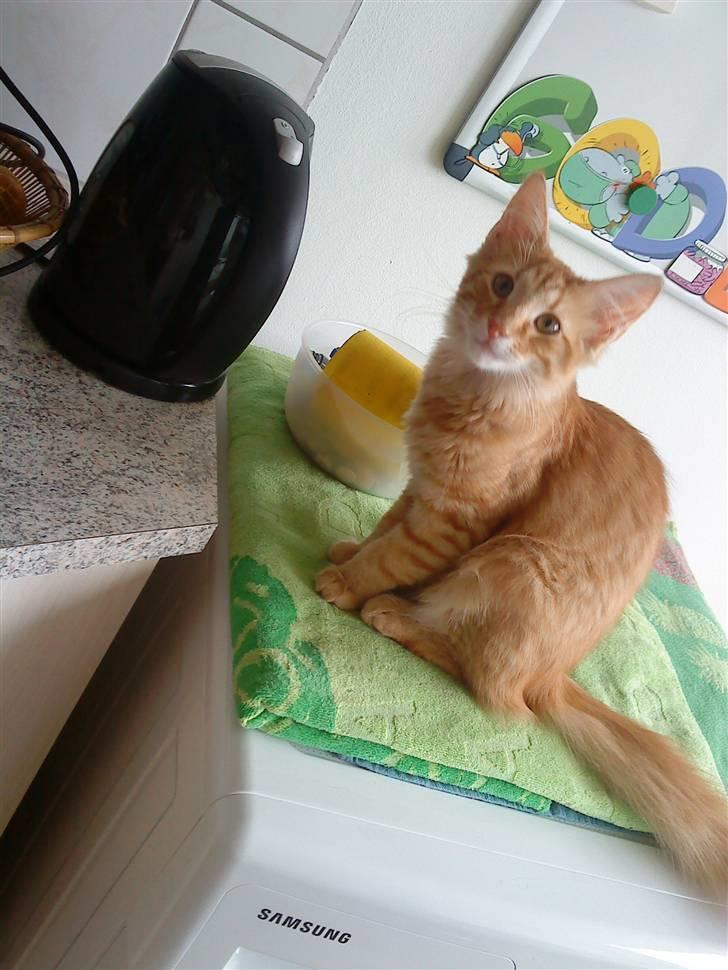 Norsk Skovkat Emmery billede 2