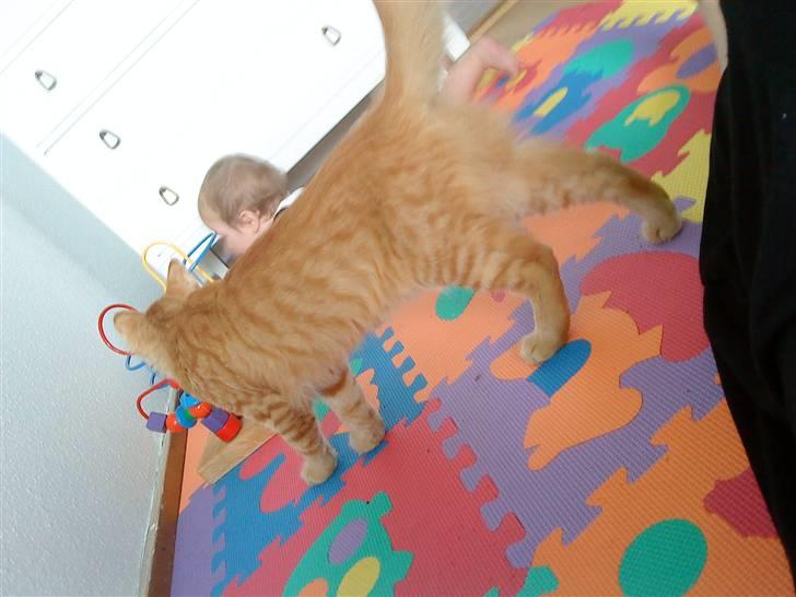 Norsk Skovkat Emmery billede 3