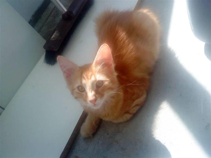 Norsk Skovkat Emmery billede 4