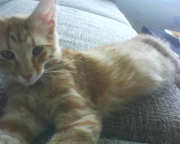 Norsk Skovkat Emmery billede 5