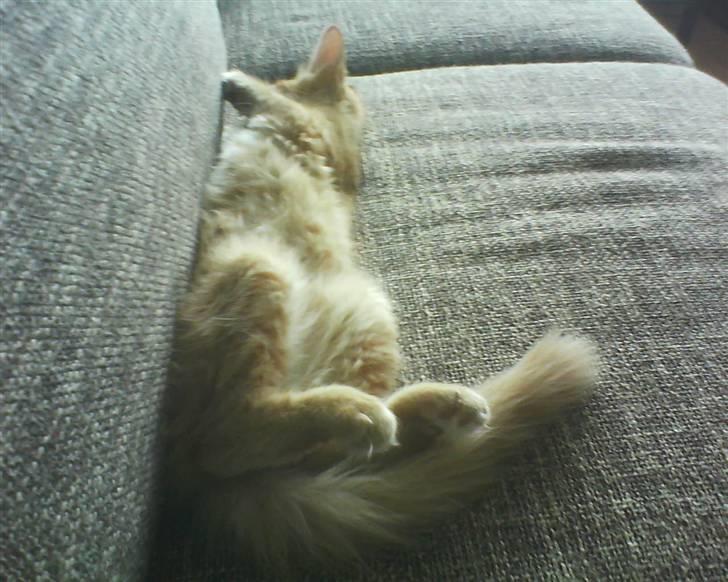 Norsk Skovkat Emmery billede 6