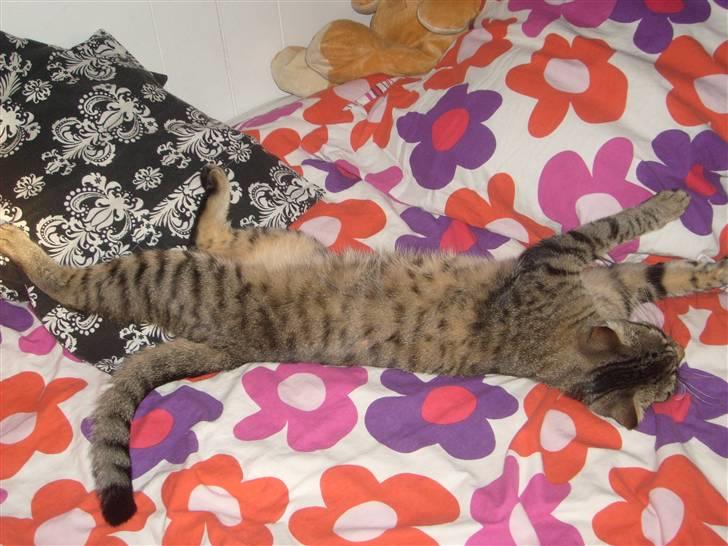 Blanding af racer ((( Bellis ))) - (Belle)  billede 20