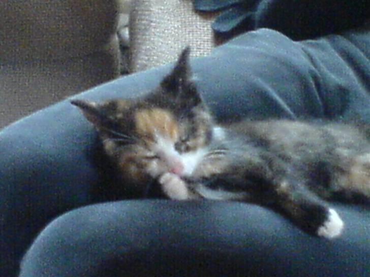 Huskat missen ( speedi ) - 8 uger første dag ved mor og far billede 2