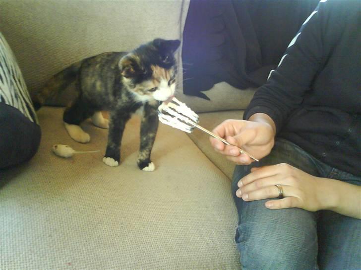 Huskat missen ( speedi ) - 9 uger : uhm flødeskum uha mor forkæler mig allerede, det bliver godt og bo her billede 3