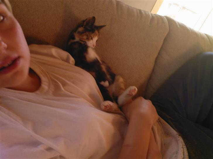 Huskat missen ( speedi ) - 12 uger : her sidder jeg da meget godt billede 4