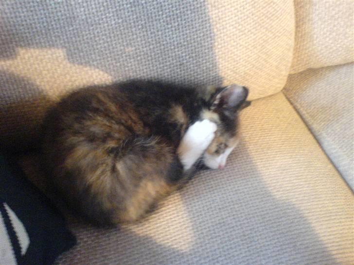 Huskat missen ( speedi ) - noget ældre : hov hvordan ligger jeg lige :-) men sådan er jeg vent og se til de andre billeder billede 5