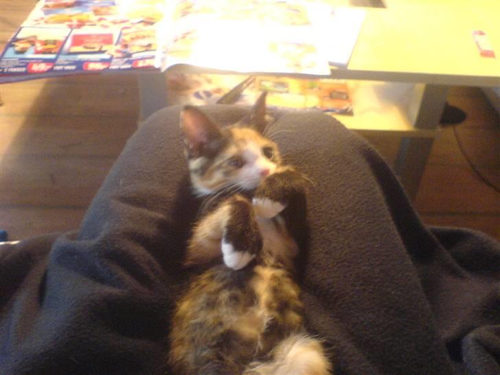 Huskat missen ( speedi ) - 3 mdr : uha ligger godt i mors ben billede 6