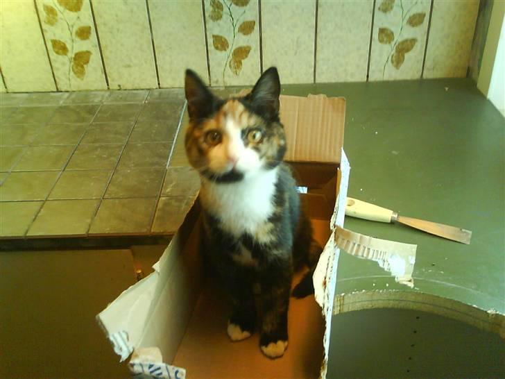 Huskat missen ( speedi ) - 4 mdr : hov hej med dig, ja her er jeg en kasse, kasser er bare guld værd billede 7