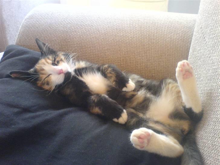 Huskat missen ( speedi ) - 5 mdr : uhm her ligger jeg igen ( lidt mærkelig igen ) billede 8