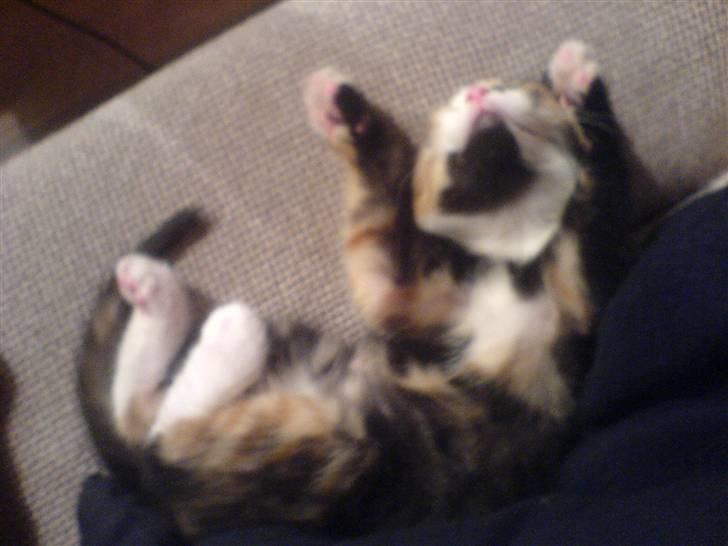 Huskat missen ( speedi ) - 6 mdr : igen mig uhmmm billede 9