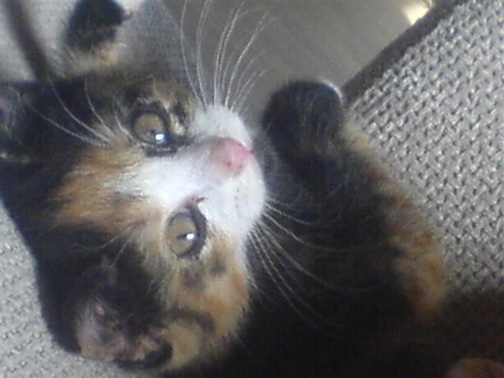 Huskat missen ( speedi ) - 6-7 mdr : er jeg ikk fffiiinnn :-) billede 10