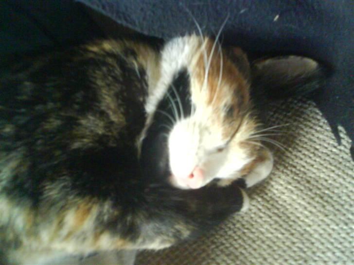 Huskat missen ( speedi ) - 1 år : putter lige igen  billede 11