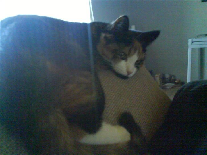 Huskat missen ( speedi ) - 1½ år : ligger lige og hygger ( jah lidt mærkelig er  jeg jo ) billede 12