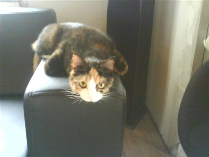 Huskat missen ( speedi ) - 1½ : igen mig lidt mærkelig billede 13