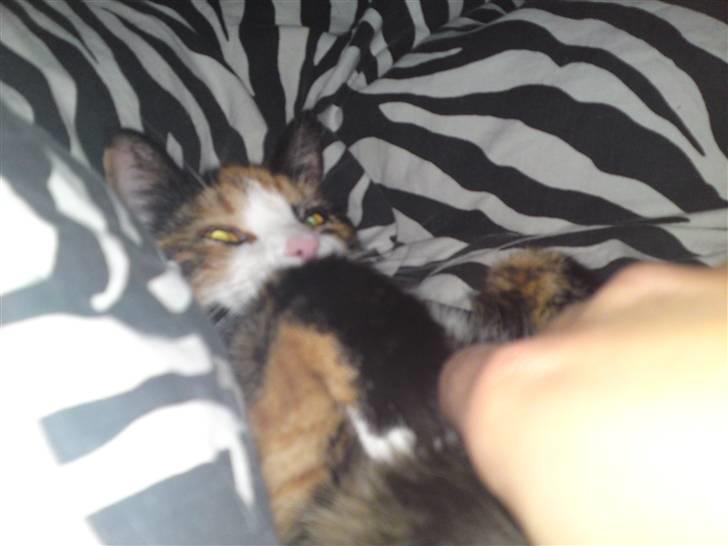 Huskat missen ( speedi ) - 2 år : uha elsker og putte med mor i sengen når deres dumme hund ikke skal irretere billede 14