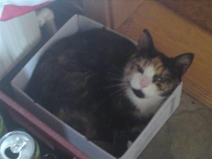 Huskat missen ( speedi ) - 2 år : har lige igen fundet mig en kasse uhm billede 15