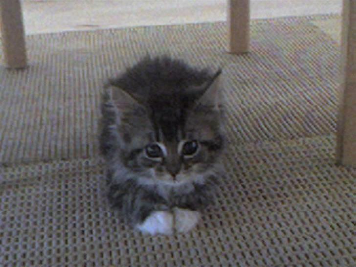 Maine Coon T.D  - Den dag jeg fik hende...T.D 10 uger dato 08-07-2006 billede 1