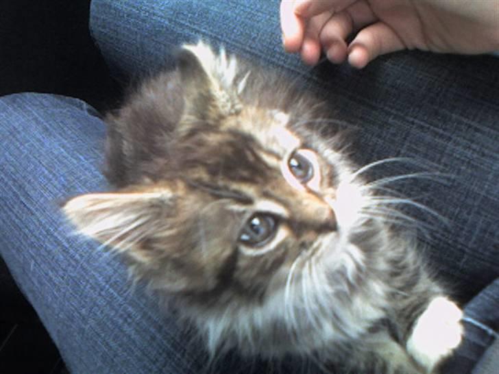 Maine Coon T.D  - T.D 10 uger dato 08-07-2006 billede 2