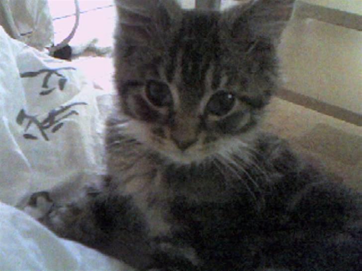 Maine Coon T.D  - Ung T.D dato 08-09-2006 billede 3