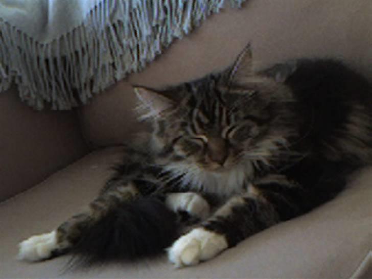 Maine Coon T.D  - ZzzZzzZ billede 4