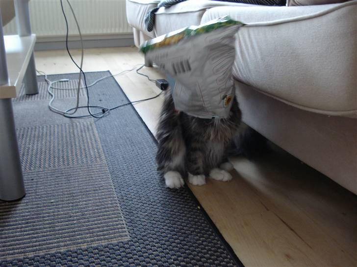 Maine Coon T.D  - Fjols ! ! !  dato 11-07-2007 billede 5