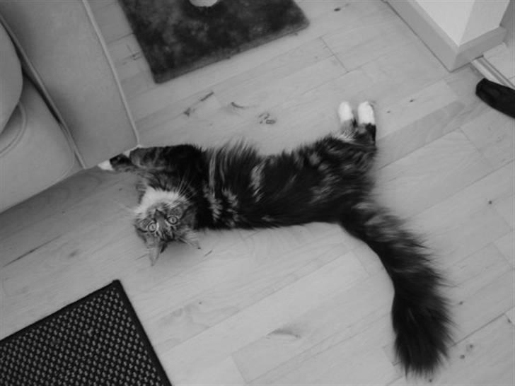 Maine Coon T.D  - Strække strække dato. 05-07-2008 billede 6