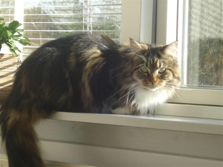 Maine Coon T.D  - dato 26-02-2008 billede 7