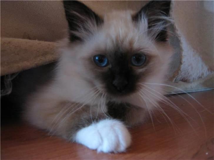 Hellig Birma Freja - Det er et ansigt jeg ikke kunne så for billede 1