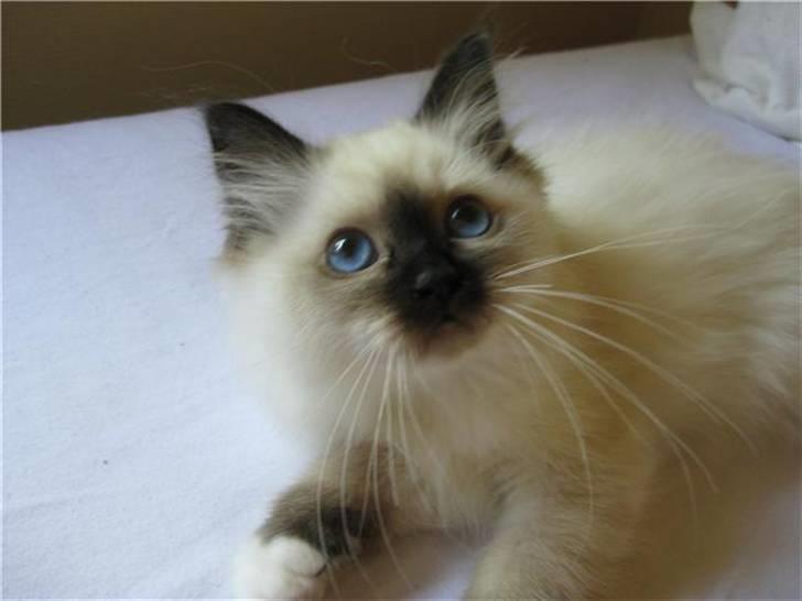 Hellig Birma Freja - En lille prinsesse billede 2