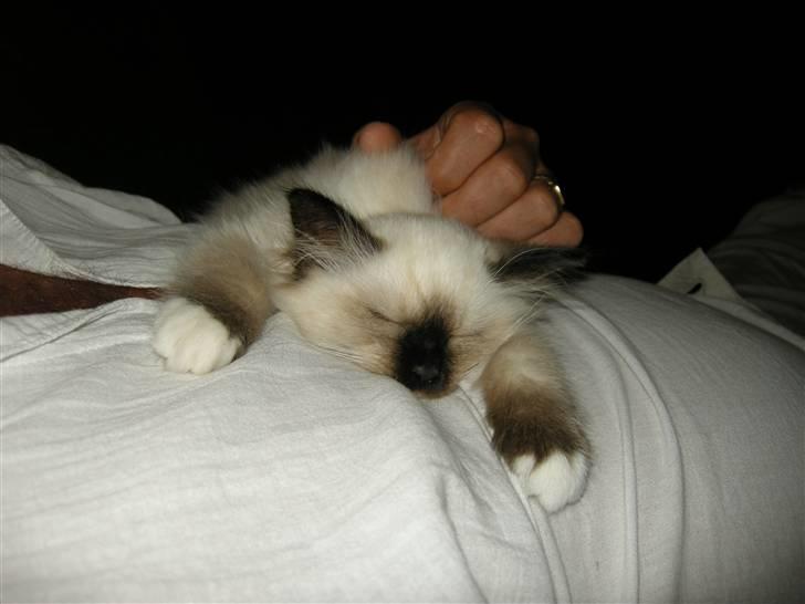 Hellig Birma Freja - Meget træt efter hjemkomsten billede 3