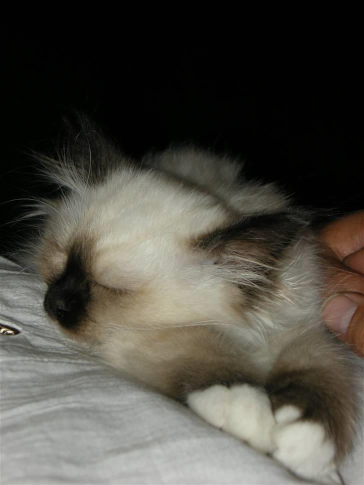 Hellig Birma Freja - Og så sov vi billede 4