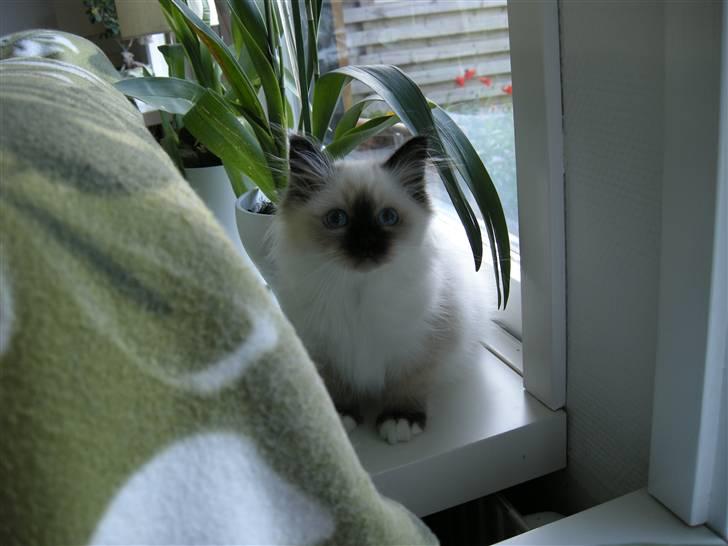 Hellig Birma Freja - Vindueskarmen undersøges billede 5