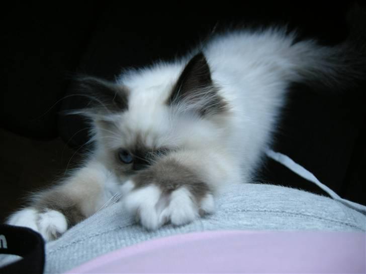 Hellig Birma Freja - Mor bruges som kradsebræt billede 6