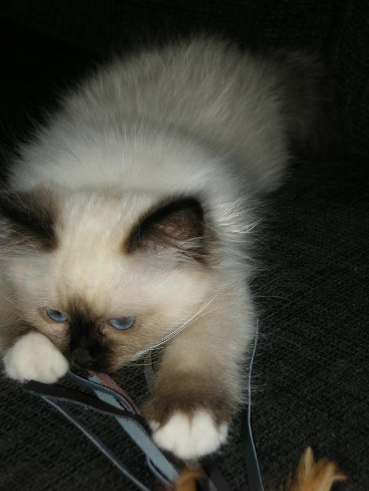 Hellig Birma Freja - Legetid billede 7