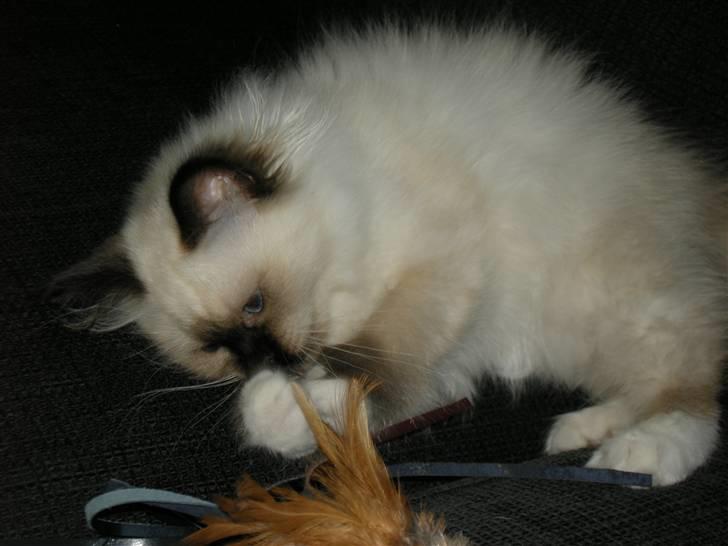 Hellig Birma Freja - Er en fjer ikke bare det bedste i verden ? billede 8