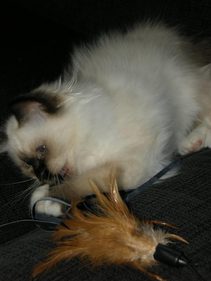 Hellig Birma Freja - Meget farlig mis billede 9