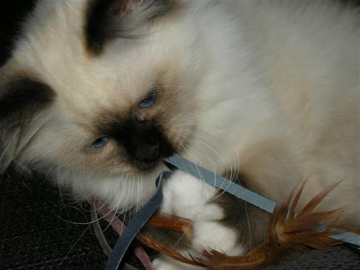 Hellig Birma Freja - Fanget.. billede 10