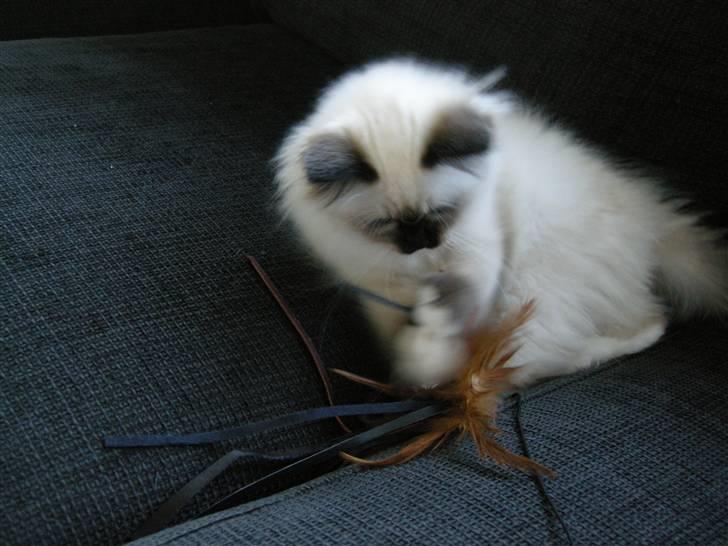 Hellig Birma Freja billede 11