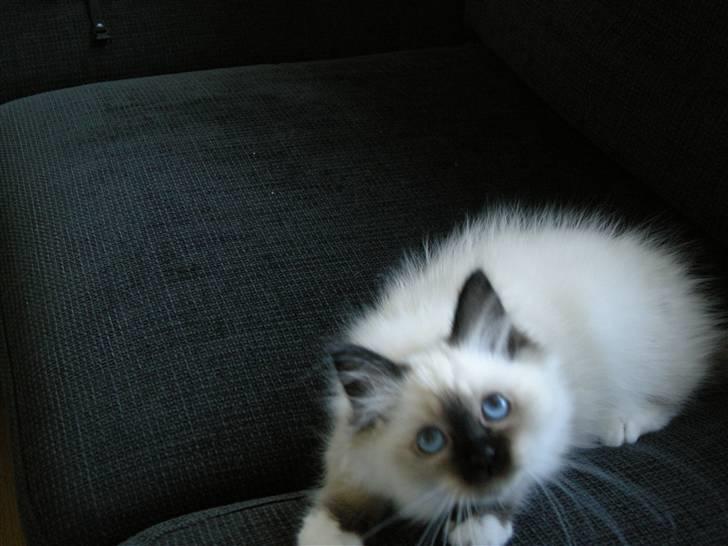 Hellig Birma Freja billede 12