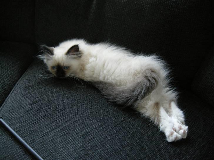 Hellig Birma Freja - Så er man parat til at flade ud. billede 13